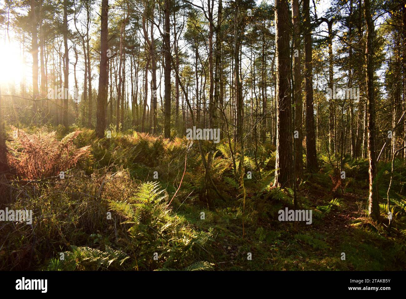 Pflanzen, Farne und Wälder aus dem Devon werden durch dieses Fenster kurz gesehen Sonnenlicht durch Wälder führt den Betrachter zu einer anderen Zeit und einem anderen Ort. Stockfoto