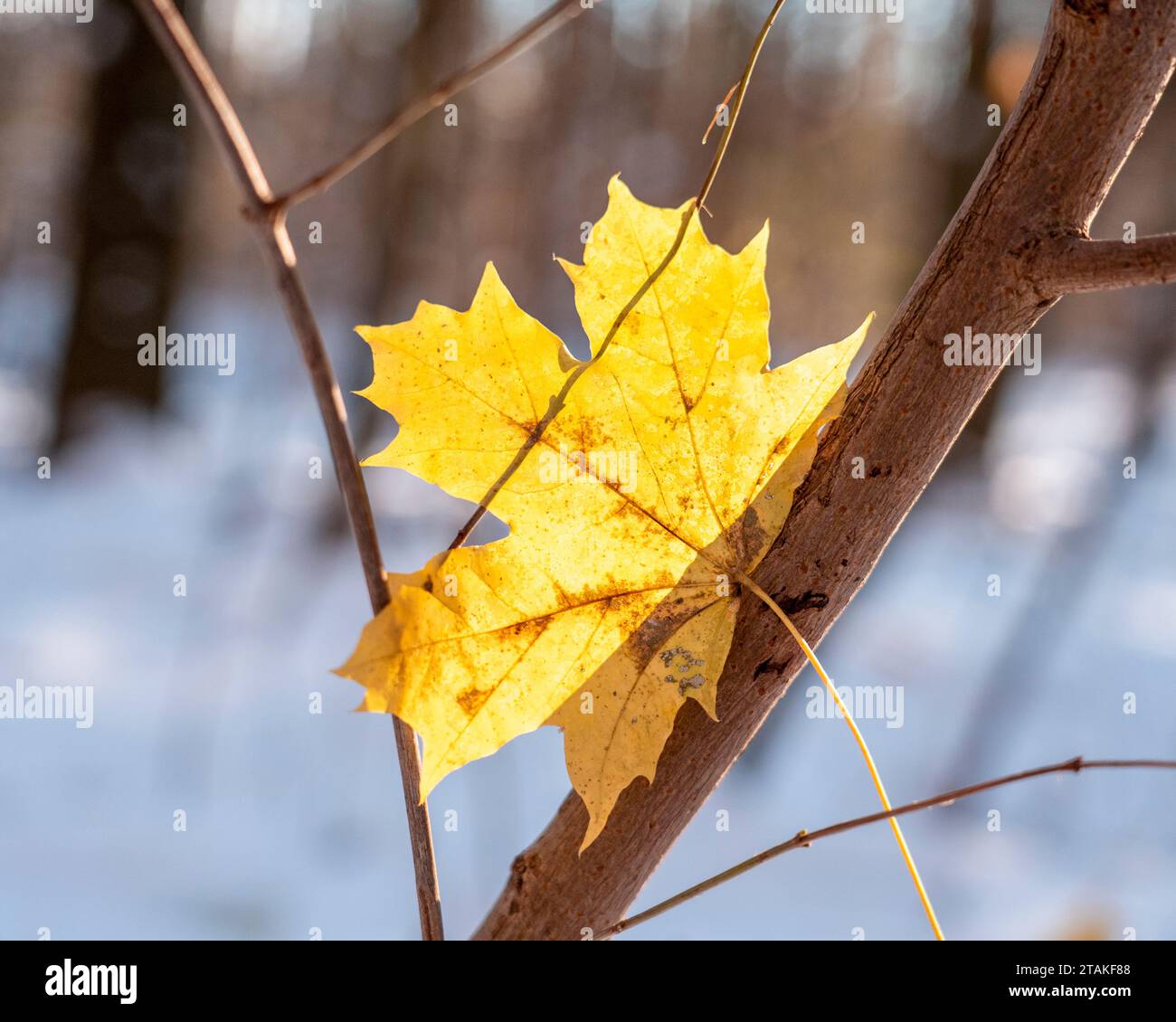 Żółty liść na gałęzi, zimowe klimaty Stockfoto