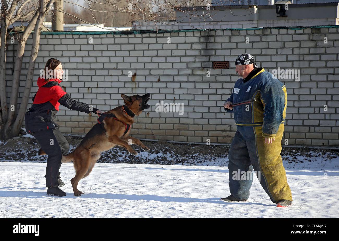 Nicht exklusiv: KIEW, UKRAINE - 30. NOVEMBER 2023 - Besitzer Oksana Tonkal und Hundetrainer Viacheslav Hordiienko in einem Bissanzug Bühne eine Ausstellung perfor Stockfoto