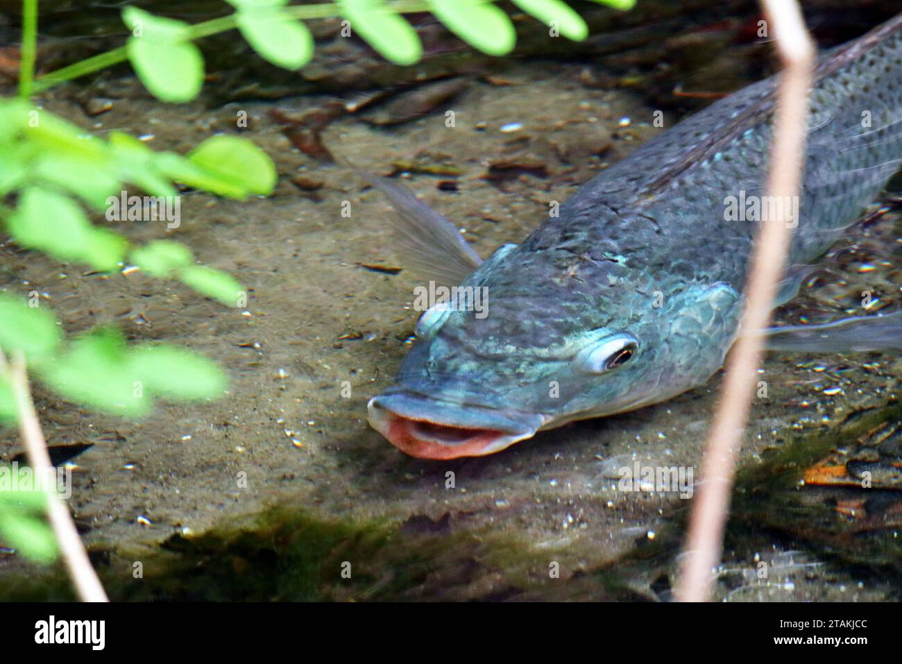 Ein Atlantischer Tarpon (Megalops atlanticus) im Fluss im Winter im Blue Spring State Park in der Nähe von Orlando, Florida. Stockfoto