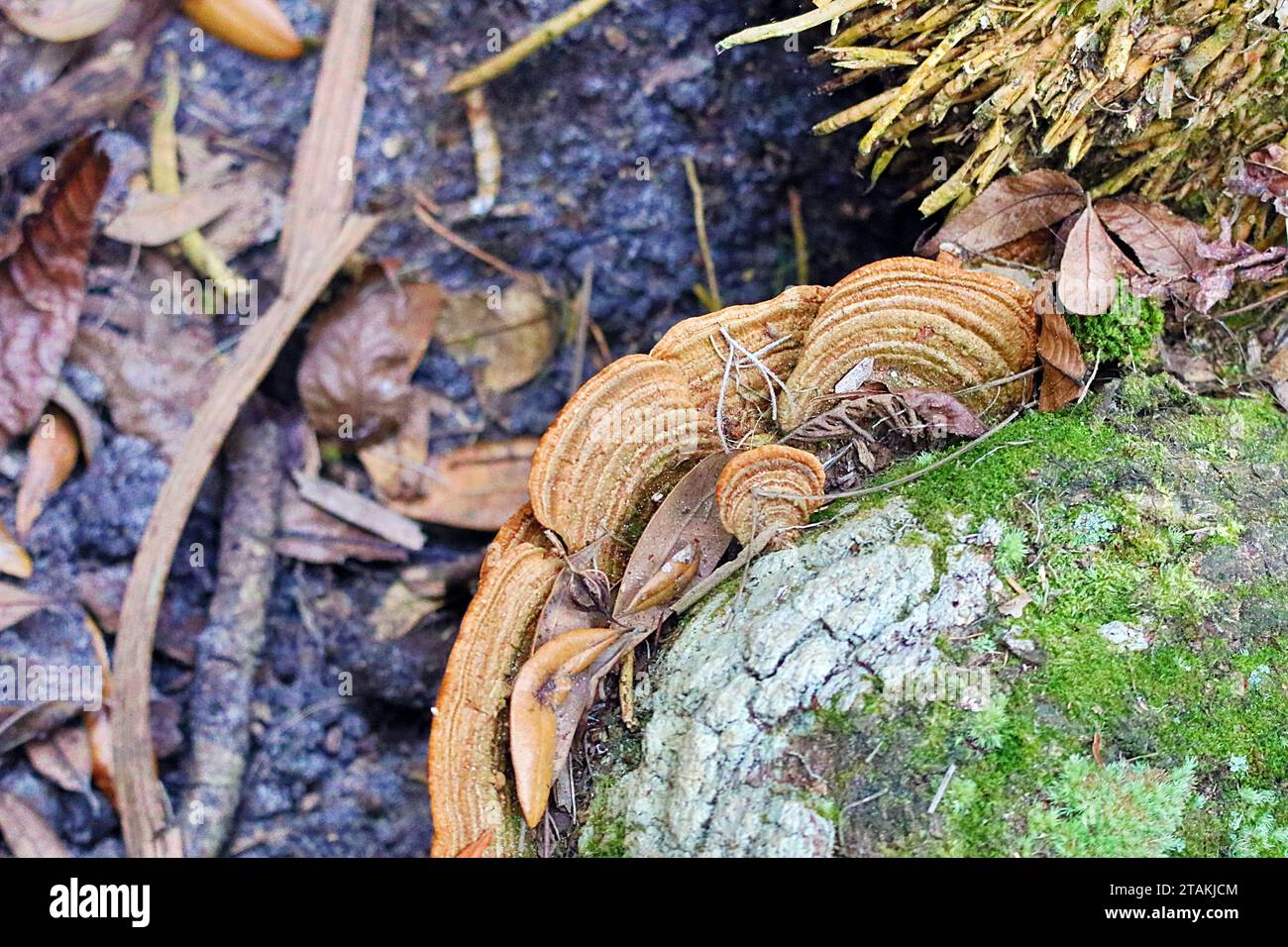 Ein wilder Pilz, der auf einem Baum in den Sandwäldern des Blue Spring State Park, Orlando, Florida, wächst. Stockfoto