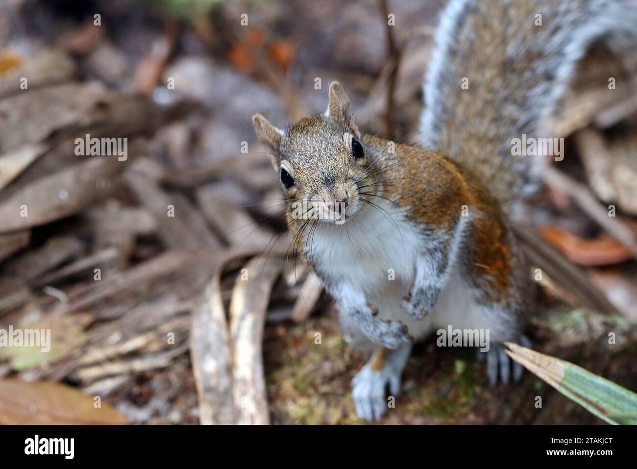 Sherman's Fox Squirrel (Sciurus niger shermani) spielt vor der Kamera im Blue Spring State Park in Zentral-Florida, USA Stockfoto