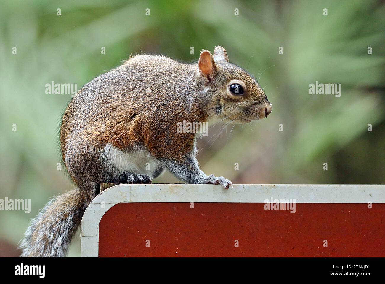 Sherman's Fox Squirrel (Sciurus niger shermani) spielt vor der Kamera im Blue Spring State Park in Zentral-Florida, USA Stockfoto