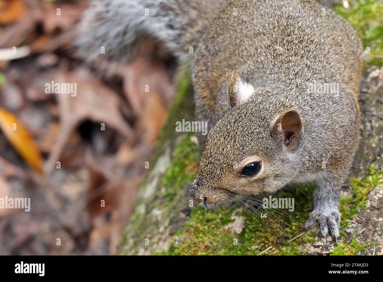 Sherman's Fox Squirrel (Sciurus niger shermani) spielt vor der Kamera im Blue Spring State Park in Zentral-Florida, USA Stockfoto