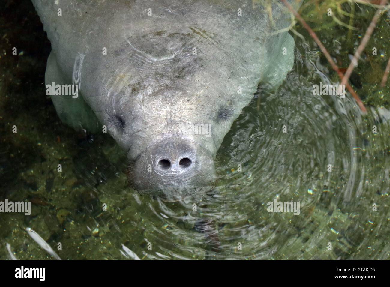 Ein westindischer Seekühe (Trichechus manatus) im Fluss im Winter im Blue Spring State Park in der Nähe von Orlando, Florida. Stockfoto