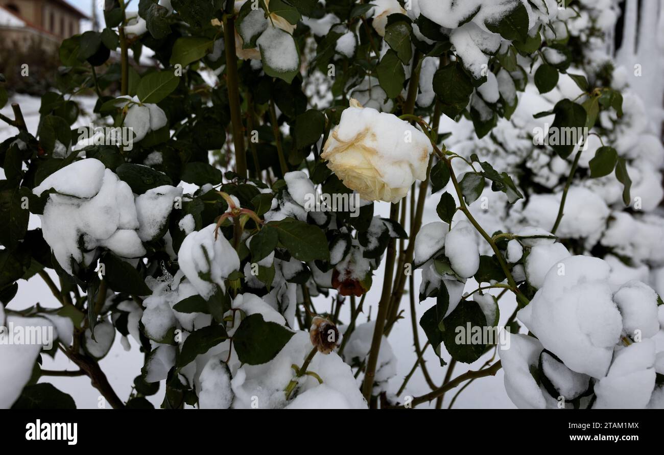 Gefrorene Blumen. Rosensträucher im Schnee. Weiße Blumen und weißer Schnee. Rosensträucher nach Schneefall und plötzlichem Kälteeinbruch. Extreme Kälte und Pflanzen. Ansicht von W Stockfoto