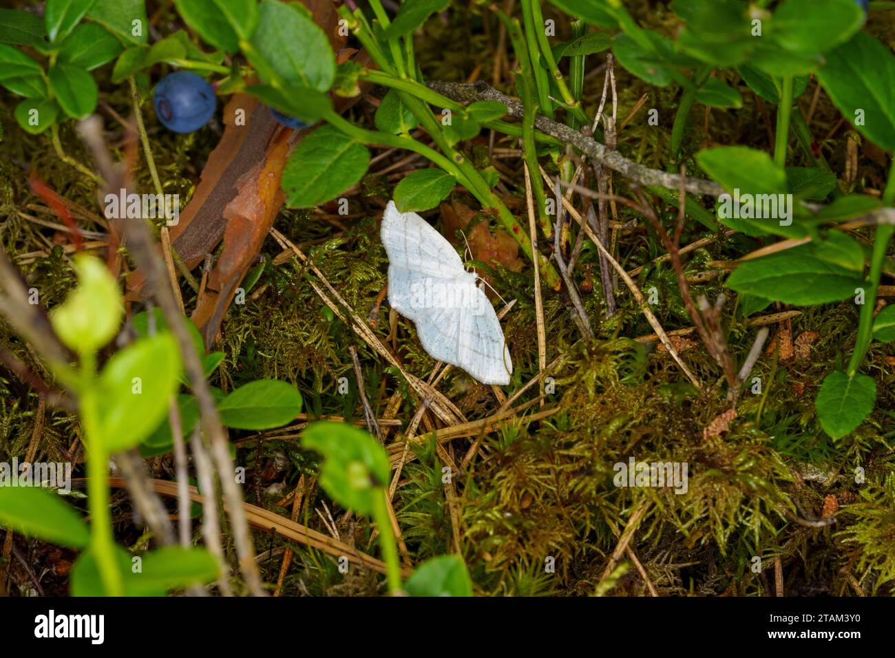 Cabera pusaria Familie Geometridae Gattung Cabera Common White Wave Moth wilde Natur Insekten Tapete, Bild, Fotografie Stockfoto