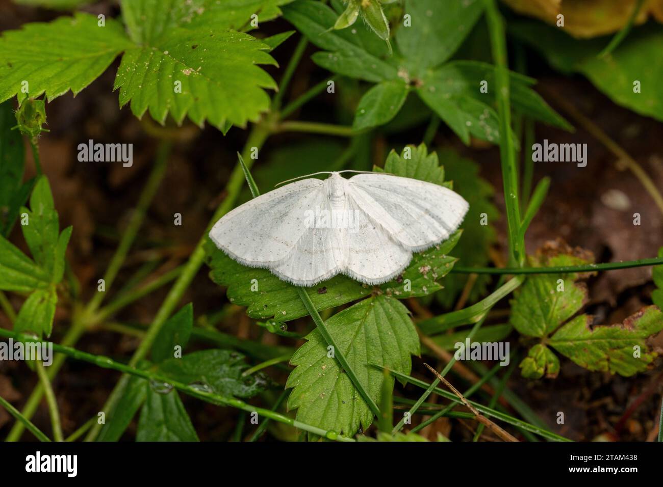 Cabera pusaria Familie Geometridae Gattung Cabera Common White Wave Moth wilde Natur Insekten Tapete, Bild, Fotografie Stockfoto