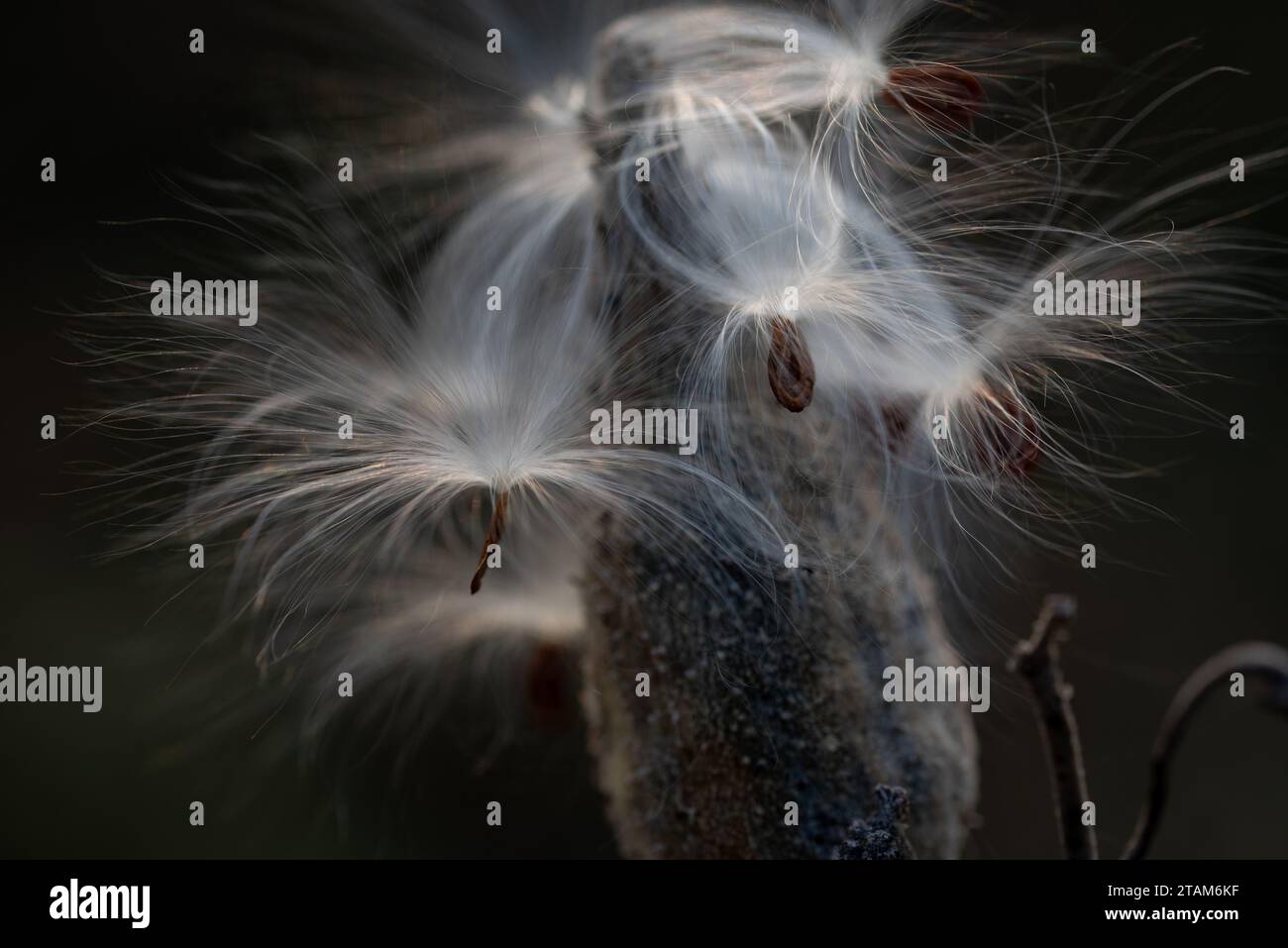 Asclepias syriaca, gemeinhin als gemeine Milchkrautpflanze, Schmetterlingsblume, Seidenrautkraut, seidige Schwalbenwürze und Virginia-Seidenrautkraut bezeichnet, Ist eine Art der Blüte p Stockfoto