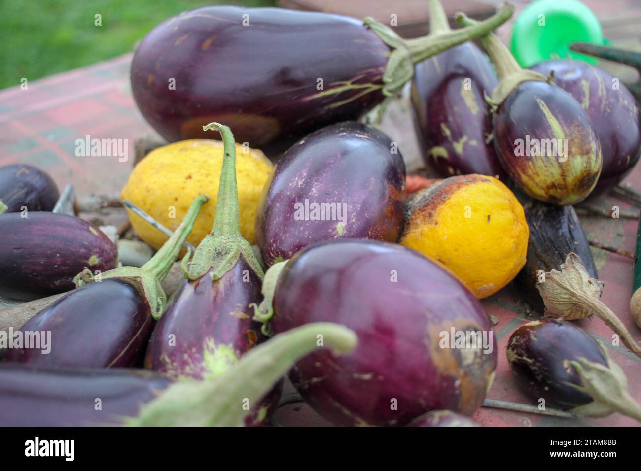 Bio-Zitronen und Auberginen aus meinem Obstgarten Stockfoto