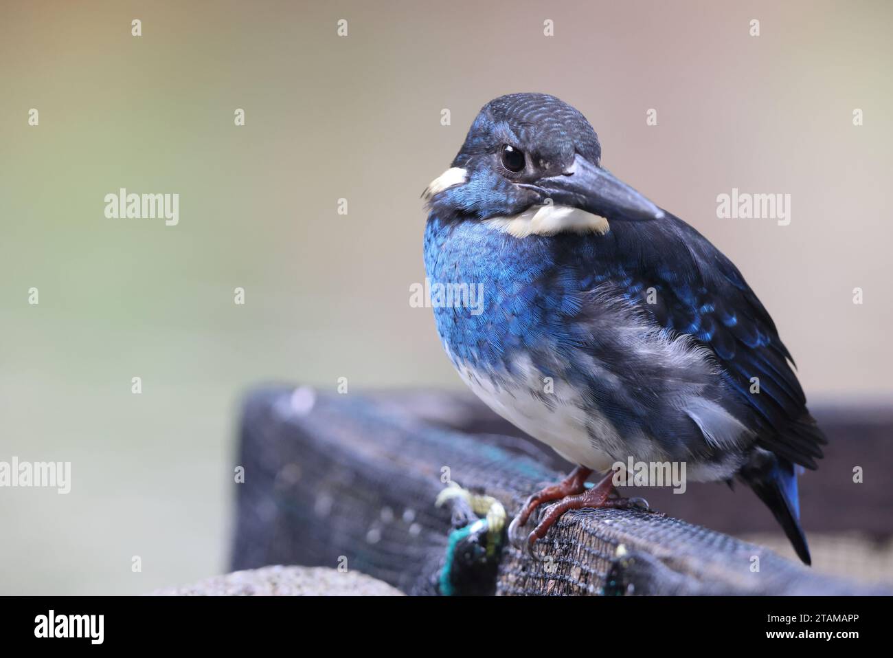 Der javanische blaubändereich (Alcedo euryzona) ist eine Art des eisvogels aus der Unterfamilie Alcedininae. Sie ist ein Endemit und findet sich überall in Java. Stockfoto