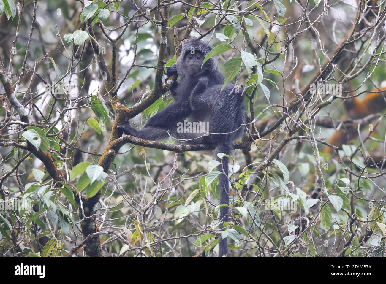 Die östliche javanische Sprache (Trachypithecus auratus), auch bekannt als Ebenholz lutung, Javan Lutung oder Javan Lutung, ist ein Affe der Alten Welt aus den Colobinae su Stockfoto