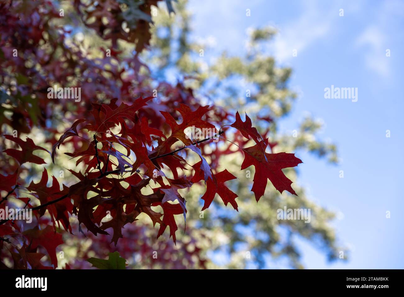 Laub von Quercus palustris oder Nadeleiche im Herbst Stockfoto