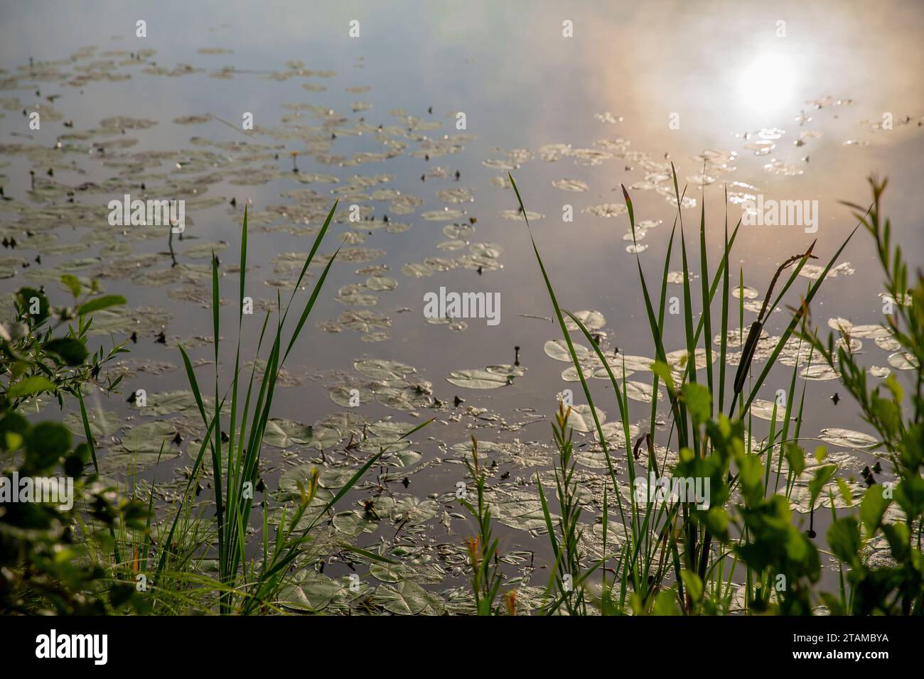 Die Oberfläche des Teichs mit der Reflexion der Sonne im Wasser Stockfoto