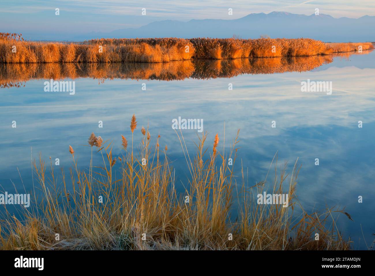 Am Bear River, am Bear River Zugvogel Zuflucht, Utah Stockfoto