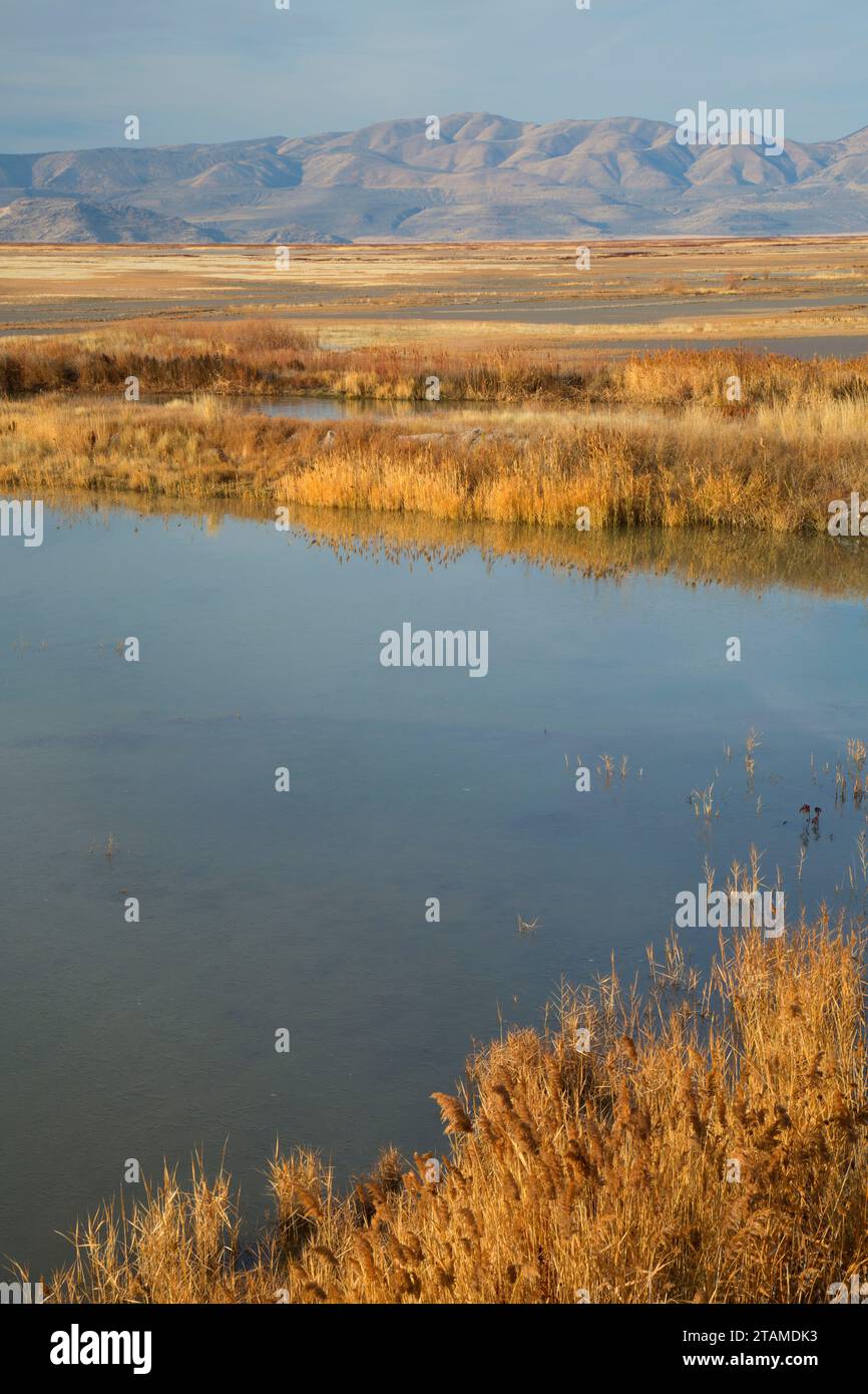 Der Great Salt Lake Marsh, Bear River Zugvogel Zuflucht, Utah Stockfoto