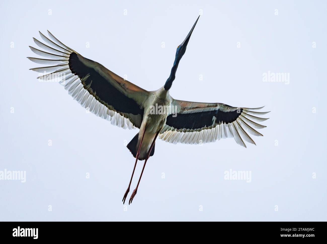 Ein Schwarzhalsstorch (Ephippiorhynchus asiaticus), der über dem Kopf fliegt. Queensland, Australien. Stockfoto