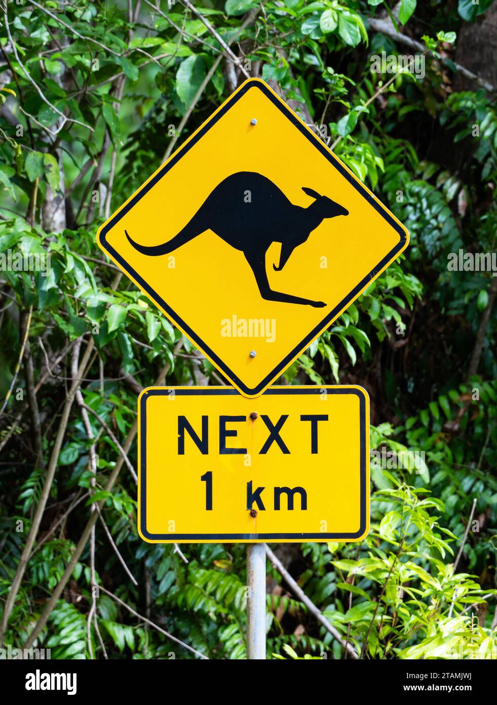 Warnschild entlang der Straße für Känguru und Wildtiere. Queensland, Australien. Stockfoto