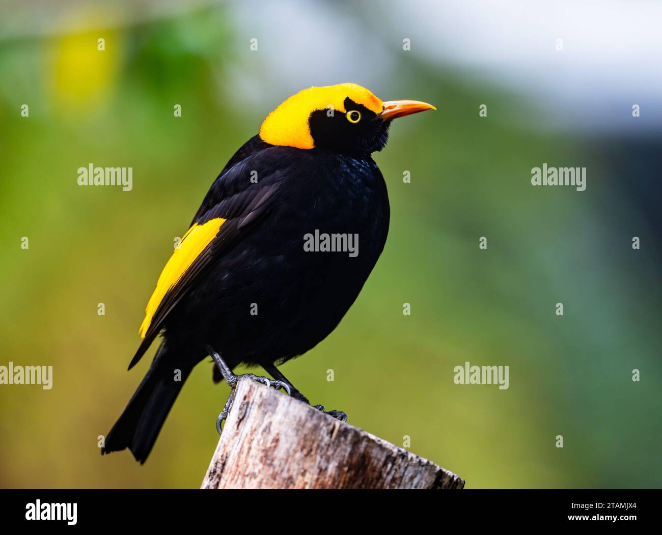 Ein heller männlicher Regent Bowerbird (Sericulus chrysocephalus), der auf einer Hand thront. Queensland, Australien. Stockfoto