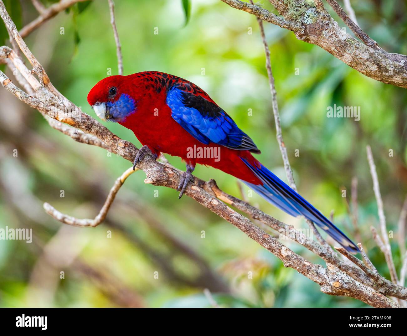 Eine helle rote Rosella (Platycercus elegans) thront auf einem Baum. Australien. Stockfoto
