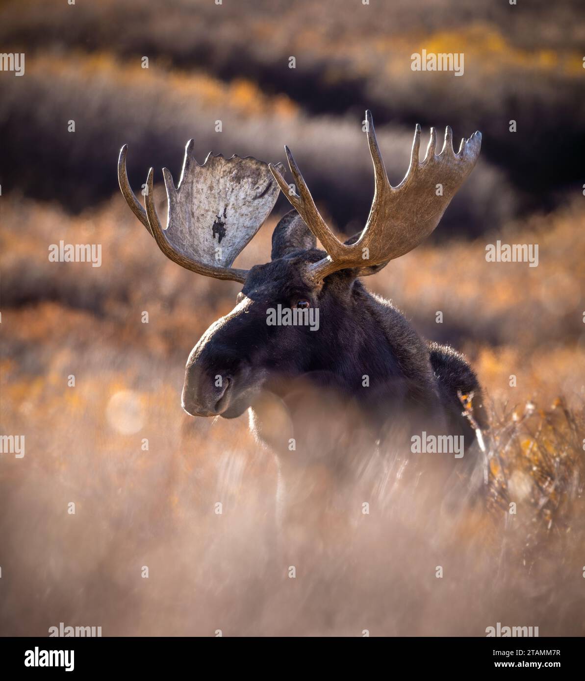 Bulle Shiras Moose - Alces Alces - steht in Willows Colorado, USA Stockfoto