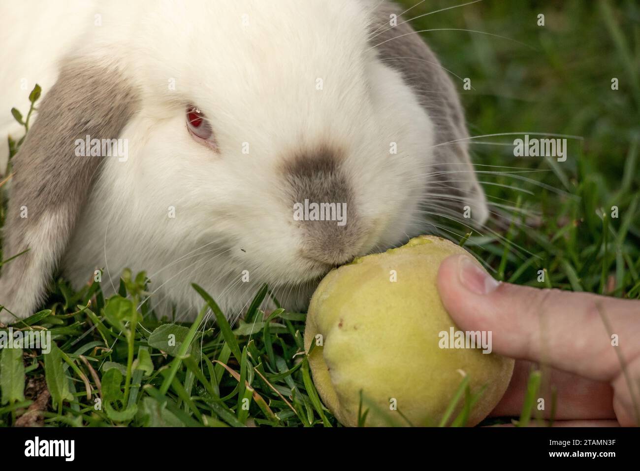 White Holland Lop Kaninchen Bunny Albino California Siamese Red Eyes Flop Ohr Close Up Essen Pfirsichknabbern Stockfoto