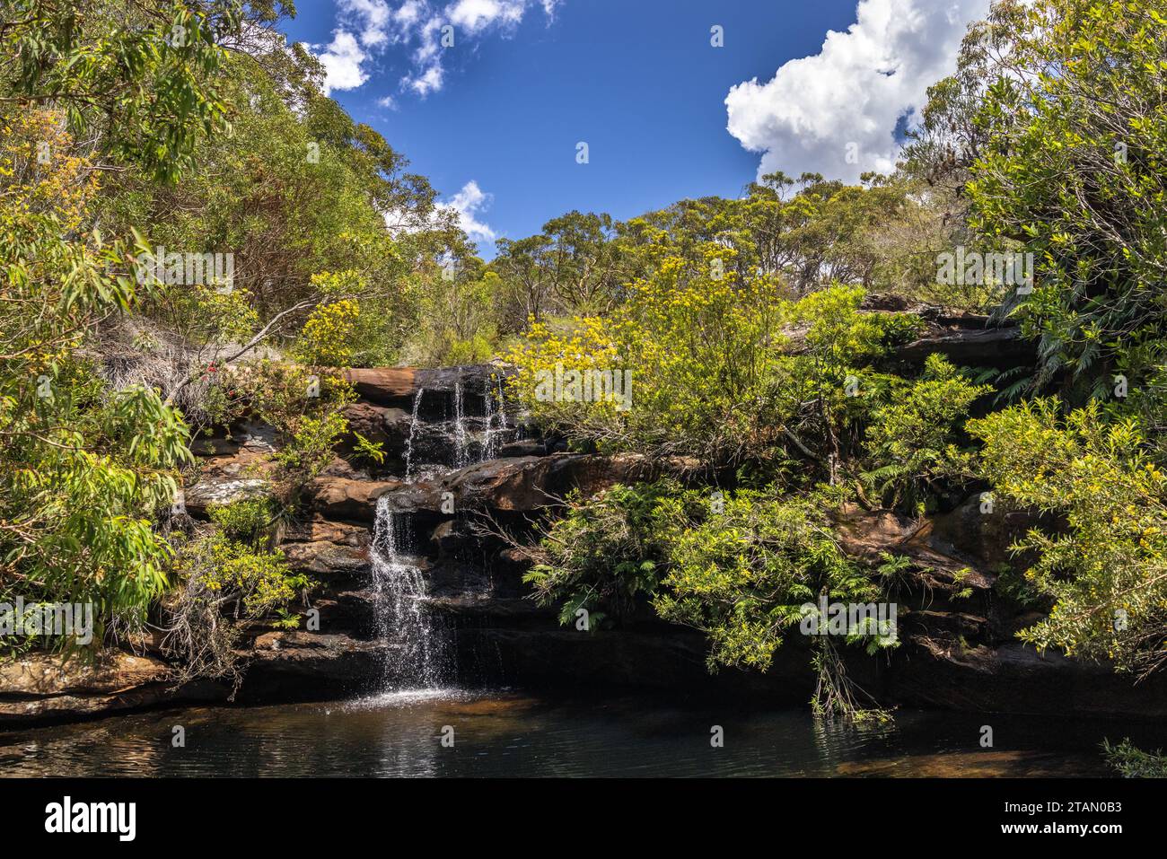 Wasserfall und Wassergummis in Blume, Royal National Park, Sydney Australien Stockfoto