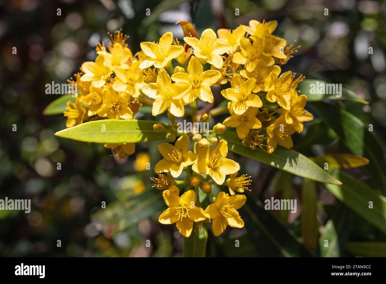 Australische Wasserkaugummi-Pflanze in Blüte Stockfoto