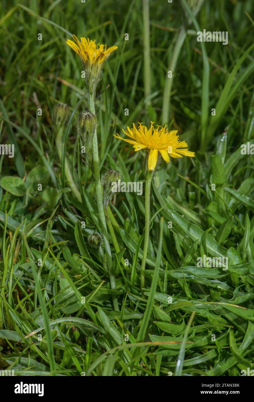 Dubois Hawk-bit, Scorzoneroides duboisii, in Blüte in sumpfigem Boden, hoch in den Pyrenäen. Stockfoto