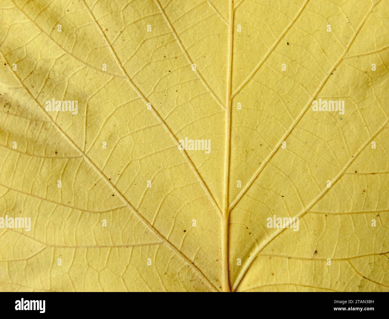 Herbstgelb gefallene Lindenblattstruktur mit Aderennaht. Abstrakter Herbst-Hintergrund. Stockfoto