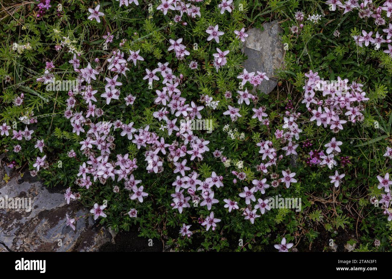 Rosa Sandkraut, Arenaria purpurascens in Blüte auf Felsen in den französischen Pyrenäen. Stockfoto