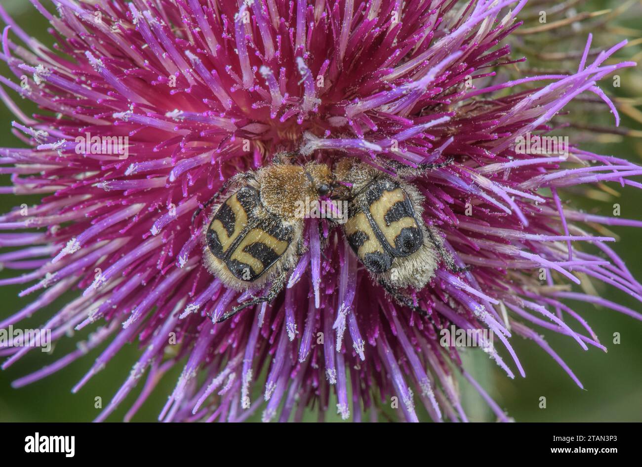 Zwei eurasische Bienkäfer, Trichius fasciatus, fressen sich von Wooly-Histle. Stockfoto