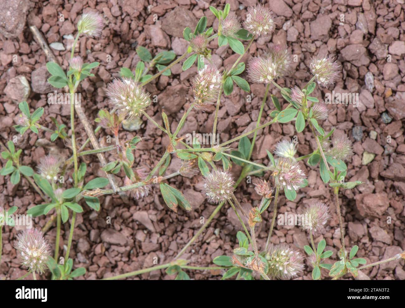 Hasenfußklee, Trifolium arvense, in Blume auf trockener sonniger Bank. Stockfoto