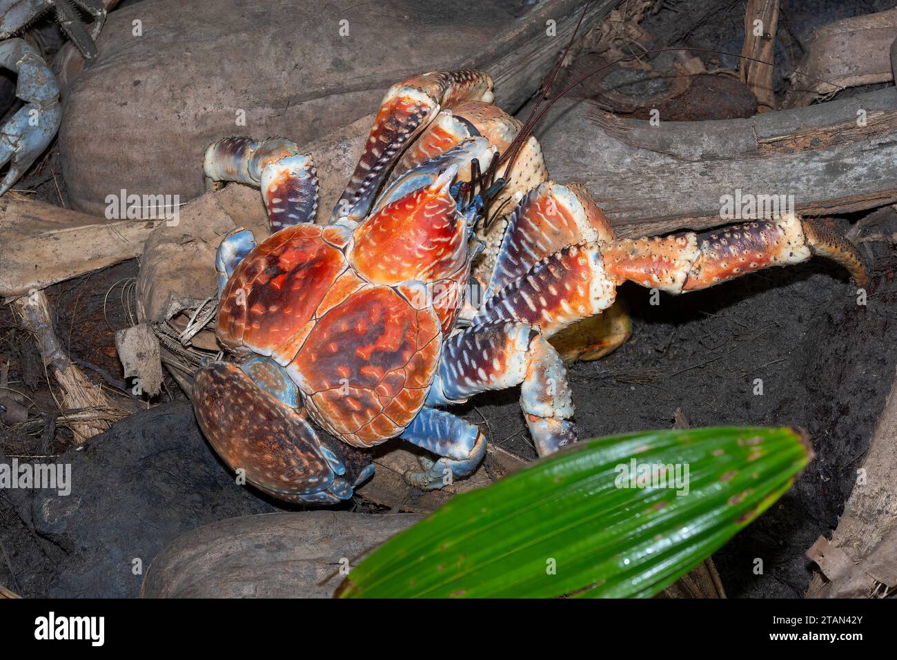 Nahaufnahme einer seltenen Riesenkrabbe oder Räuberkrabbe (Birgus latro), Christmas Island, Australien Stockfoto