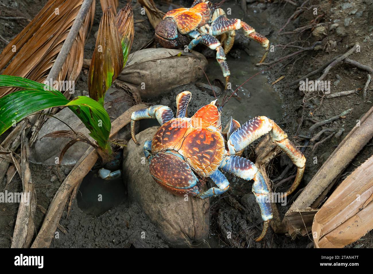 Riesige Kokoskrabben oder Räuberkrabben (Birgus latro) auf dem Boden des Regenwaldes, Christmas Island, Australien Stockfoto