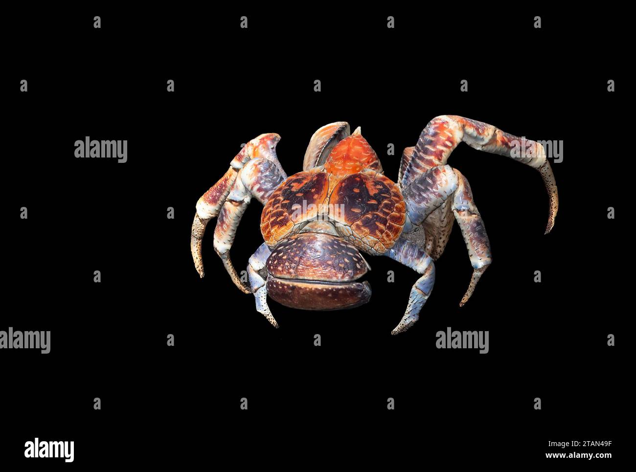 Ausschnitt von riesigen Kokoskrabben oder Räuberkrabben (Birgus latro), Christmas Island, Australien Stockfoto