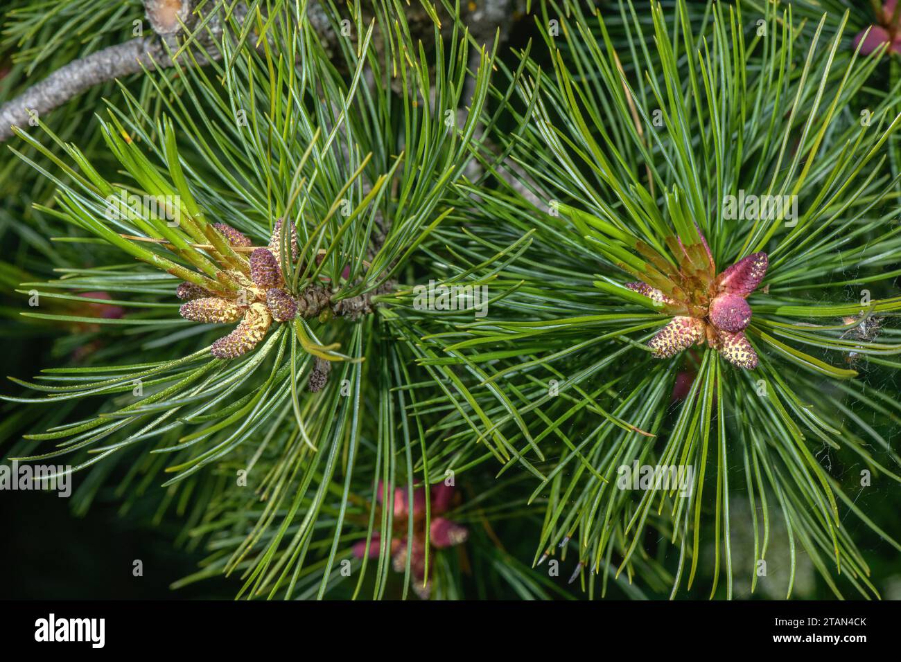 Männliche Blüten von Arolla-Kiefer, Pinus cembra, im Frühjahr. Stockfoto