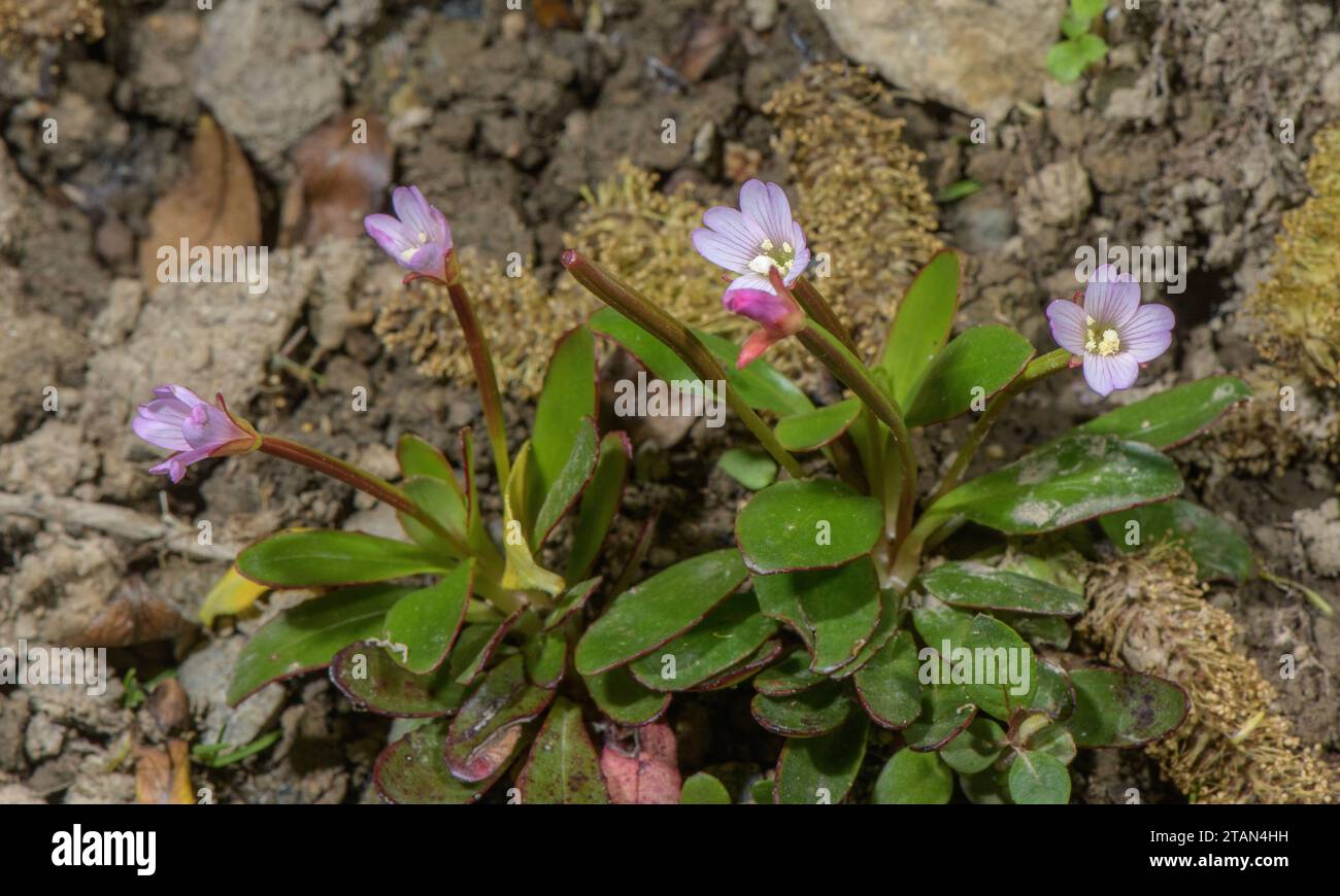 Rotes Weidenkraut, Epilobium crassum, in Blüte. Neuseeland. Stockfoto