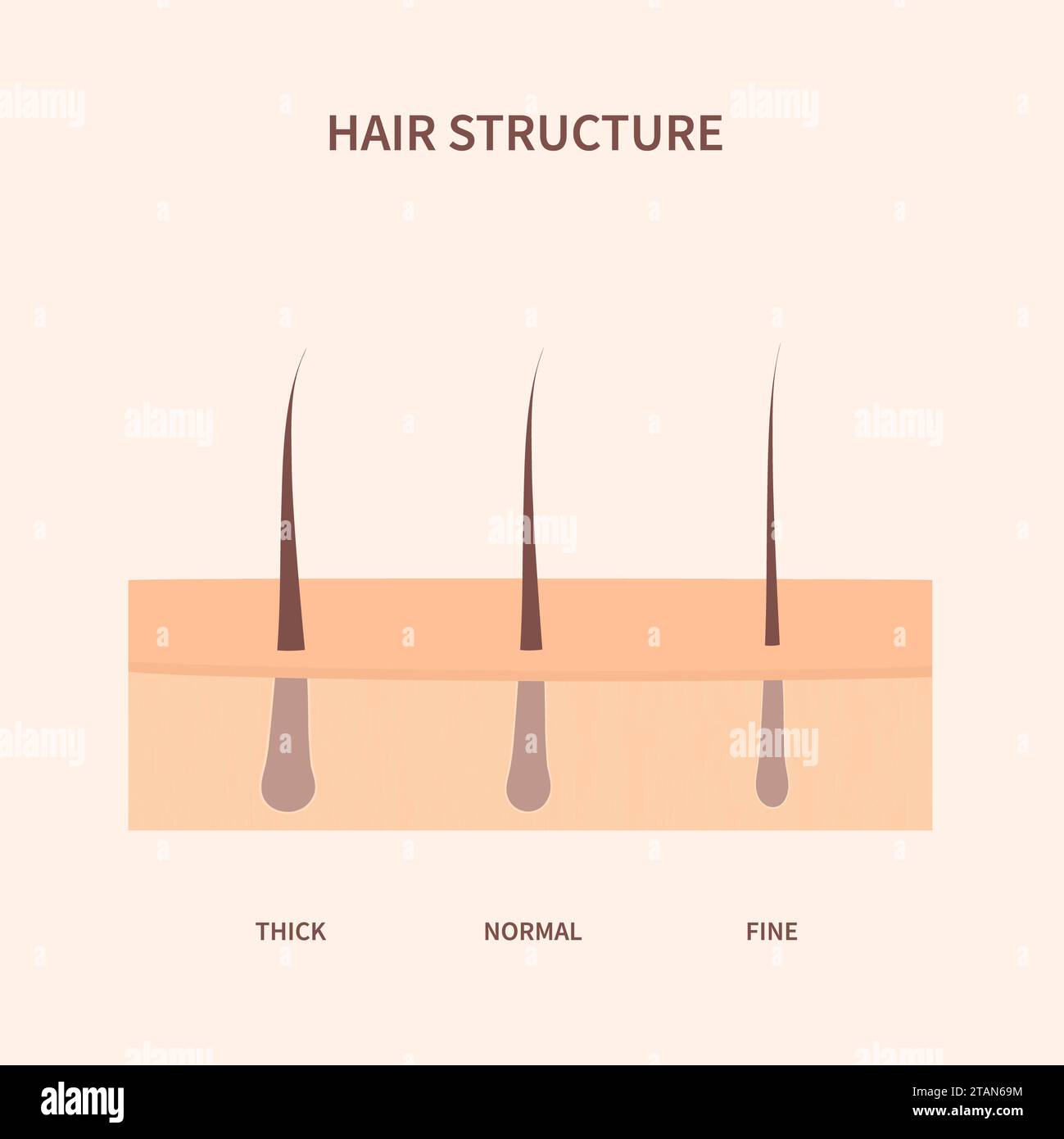 Menschliches Haar, konzeptuelle Illustration Stockfoto