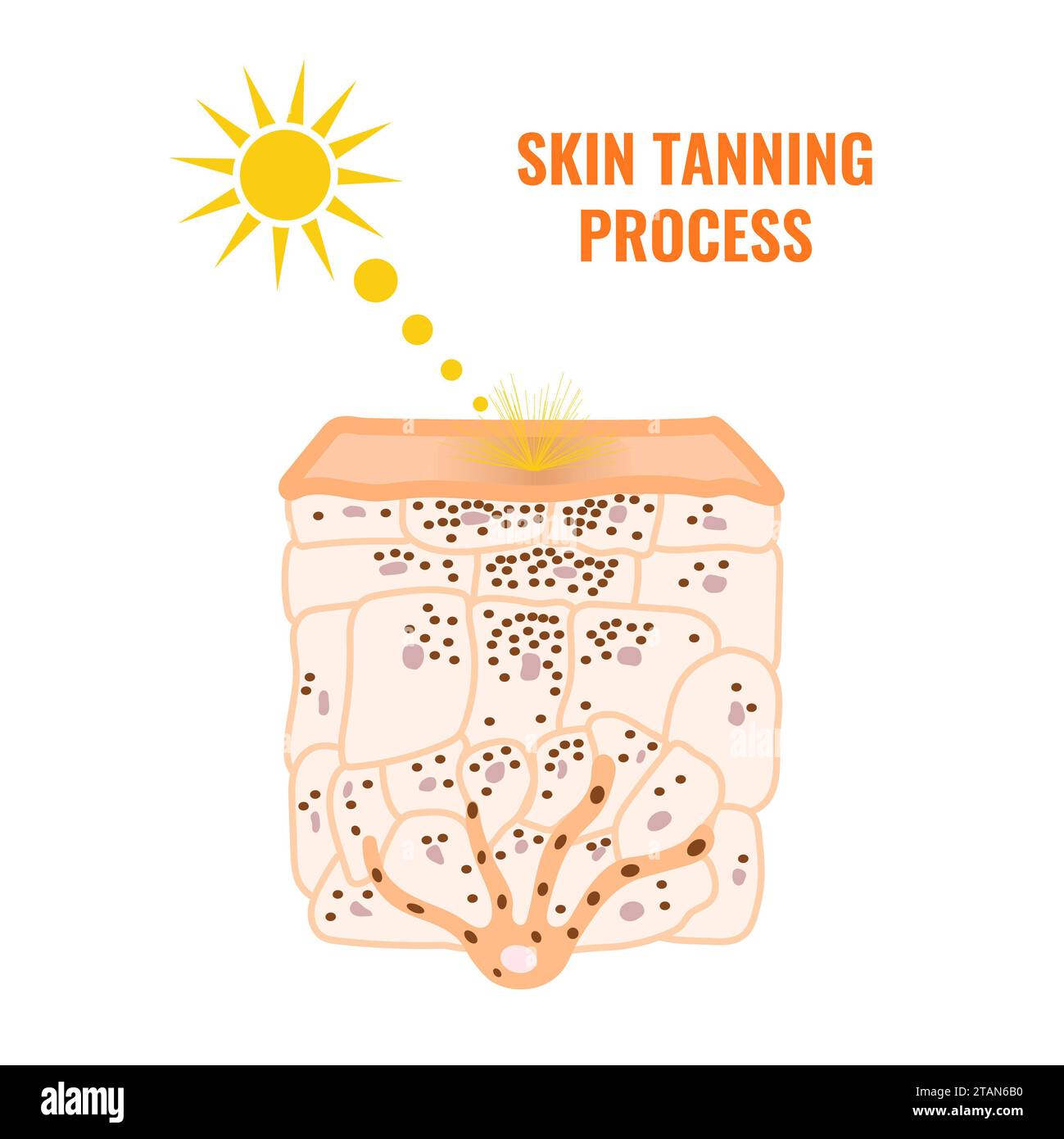 Hautbräunungsprozess, konzeptuelle Illustration Stockfoto