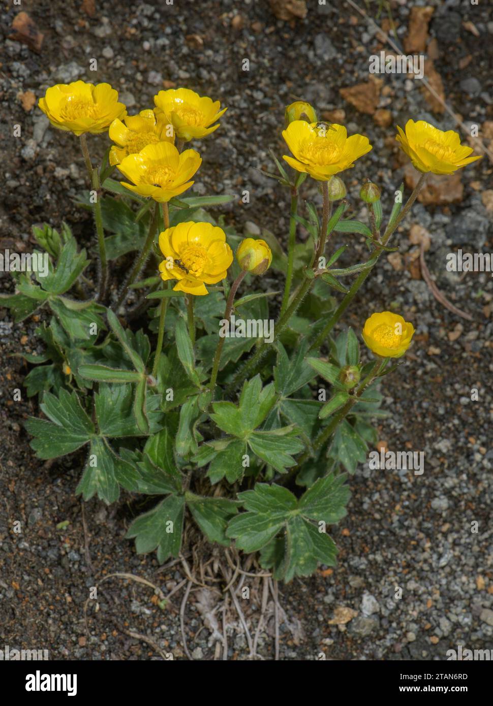 Bergfalter, Ranunkulus montanus in Blüte auf saurem Geröll, in den Dolomiten. Stockfoto