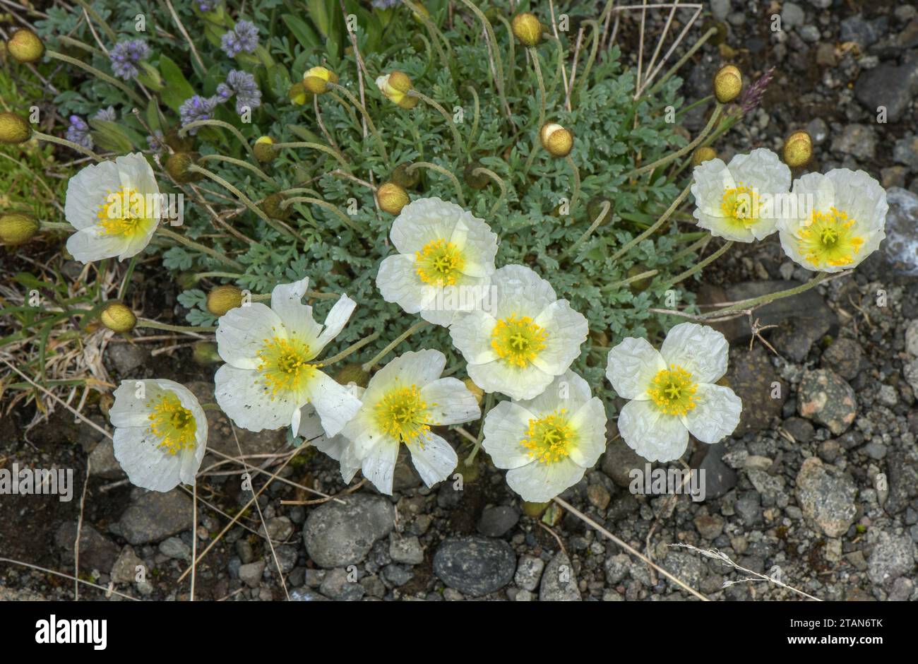 Alpenmohn, Papaver alpinum, weiße Form in Blüte, Dolomiten. Stockfoto