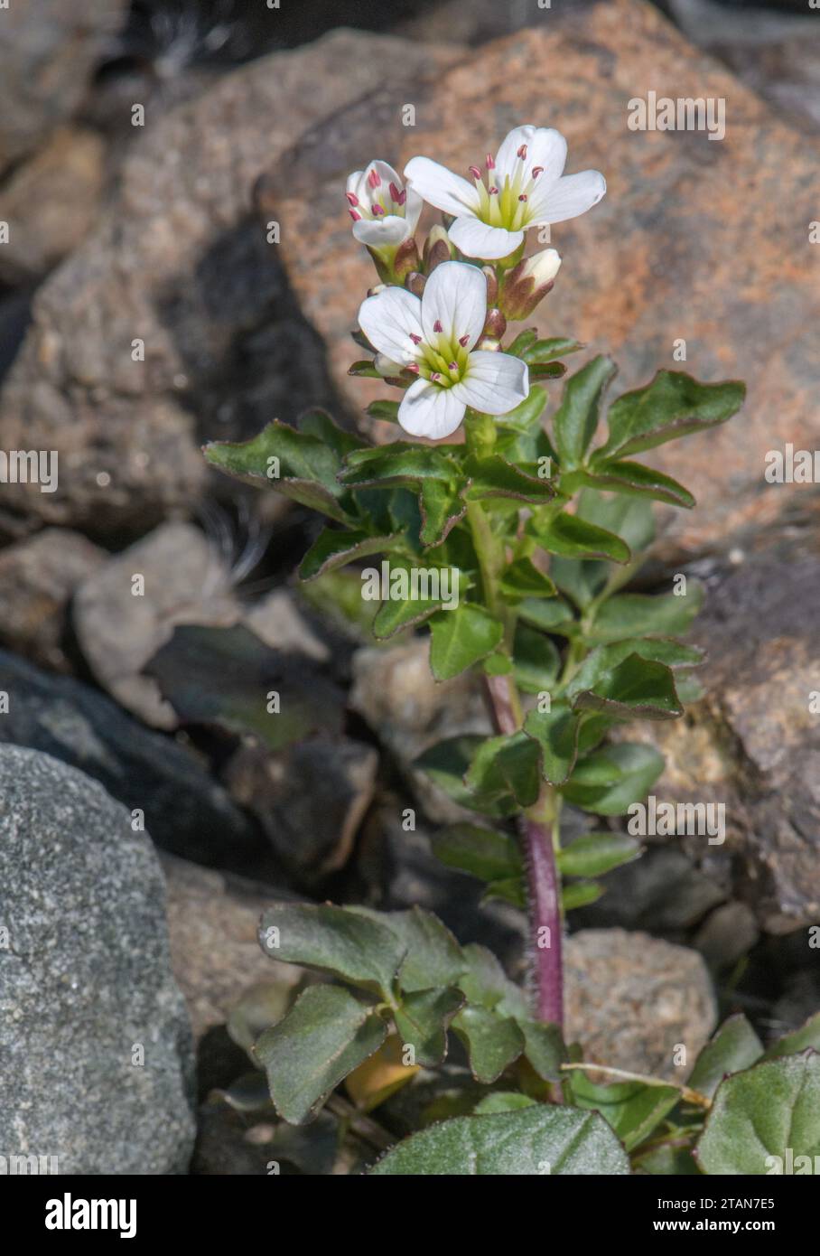 Große Bitterkresse, Cardamin amara ssp. amara in Blume am Gebirgsbach. Stockfoto