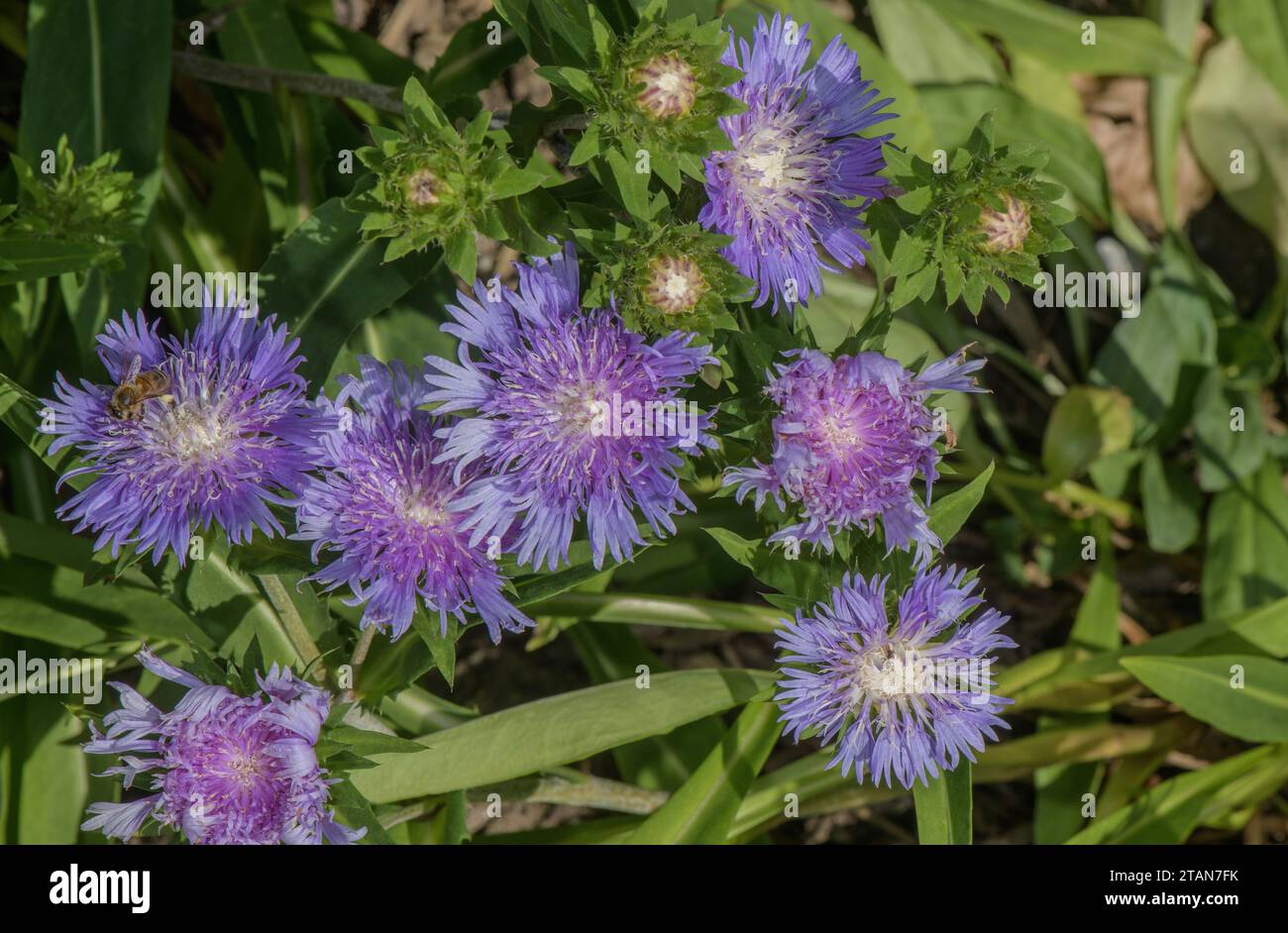 Stokes' Aster, Stokesia laevis in Flower, Südosten der USA. Stockfoto