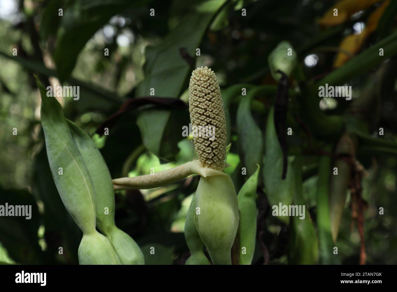 Blühende Blütenstände einer Syngonium-Gattung, bekannt als Arrowhead Plant (Syngonium angustatum). Winzige Partikel, die von einem Anther davon fallen Stockfoto