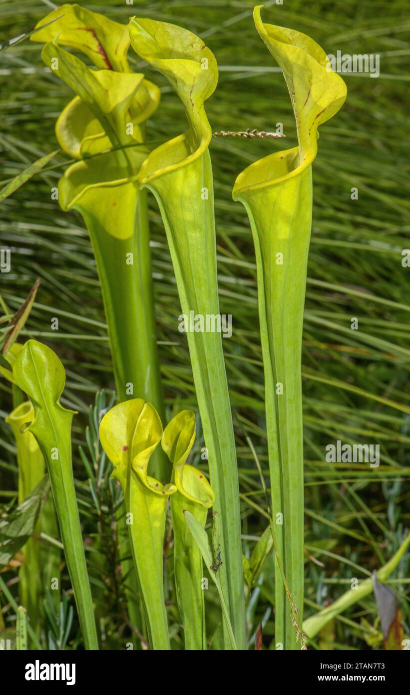 Gelbe Pitcherpflanze, Sarracenia flava auf feuchter sumpfiger Wiese im Südosten der USA. Stockfoto