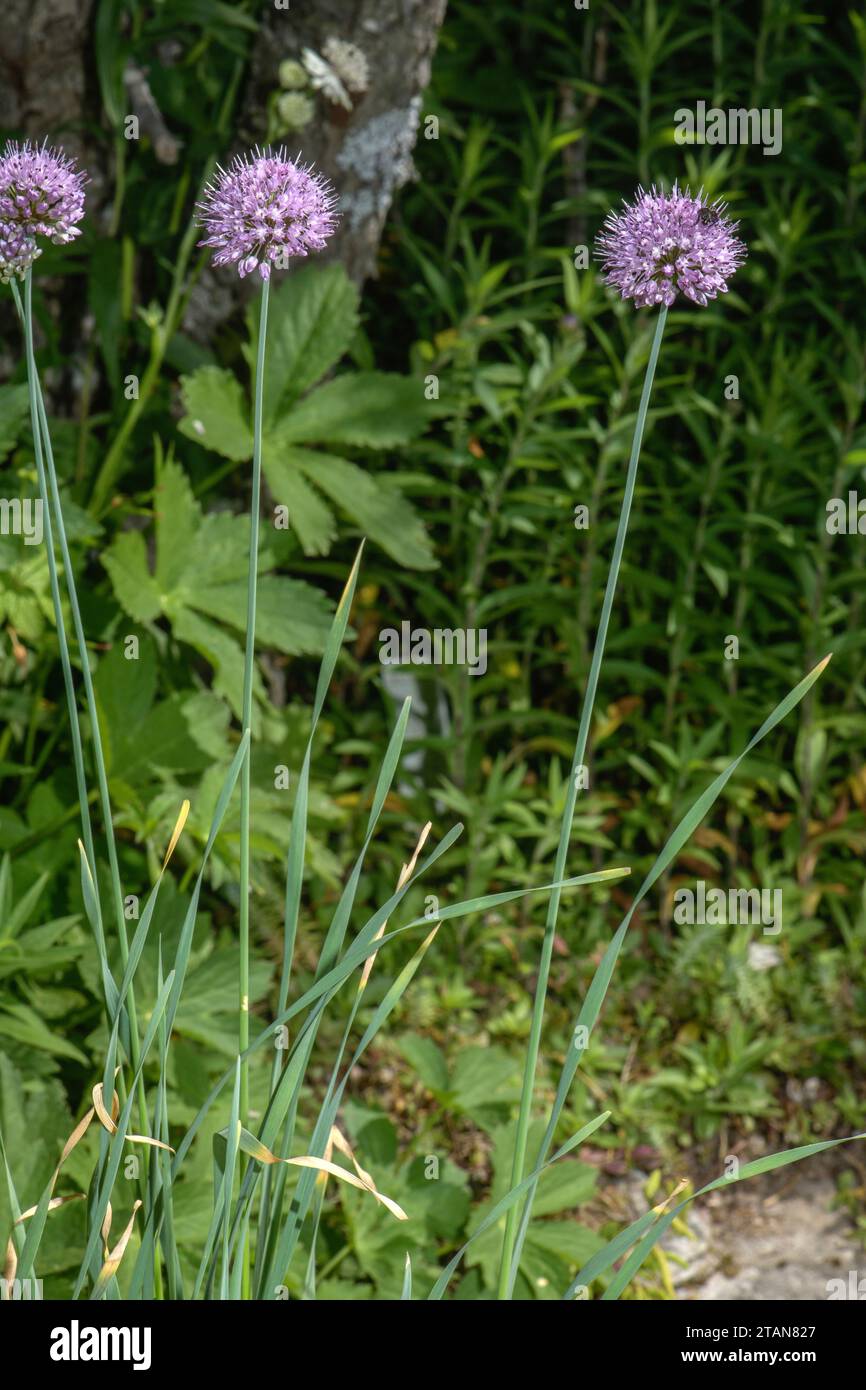 Allium hymenorrhizum in Blume im Garten. Aus Asien. Stockfoto