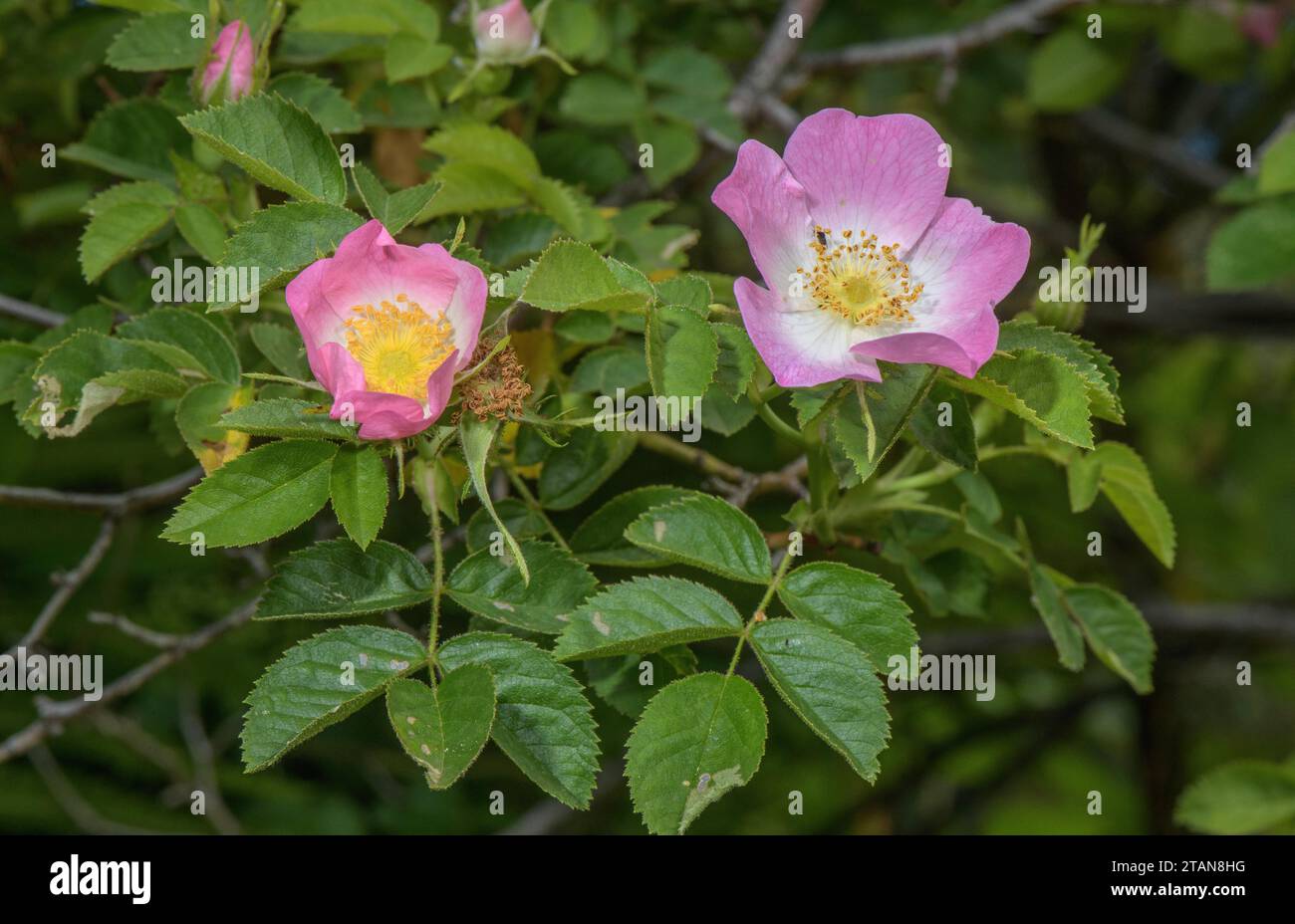 Süße Briar, Rosa rubiginosa, Rose, in Blüte im Hochsommer. Stockfoto