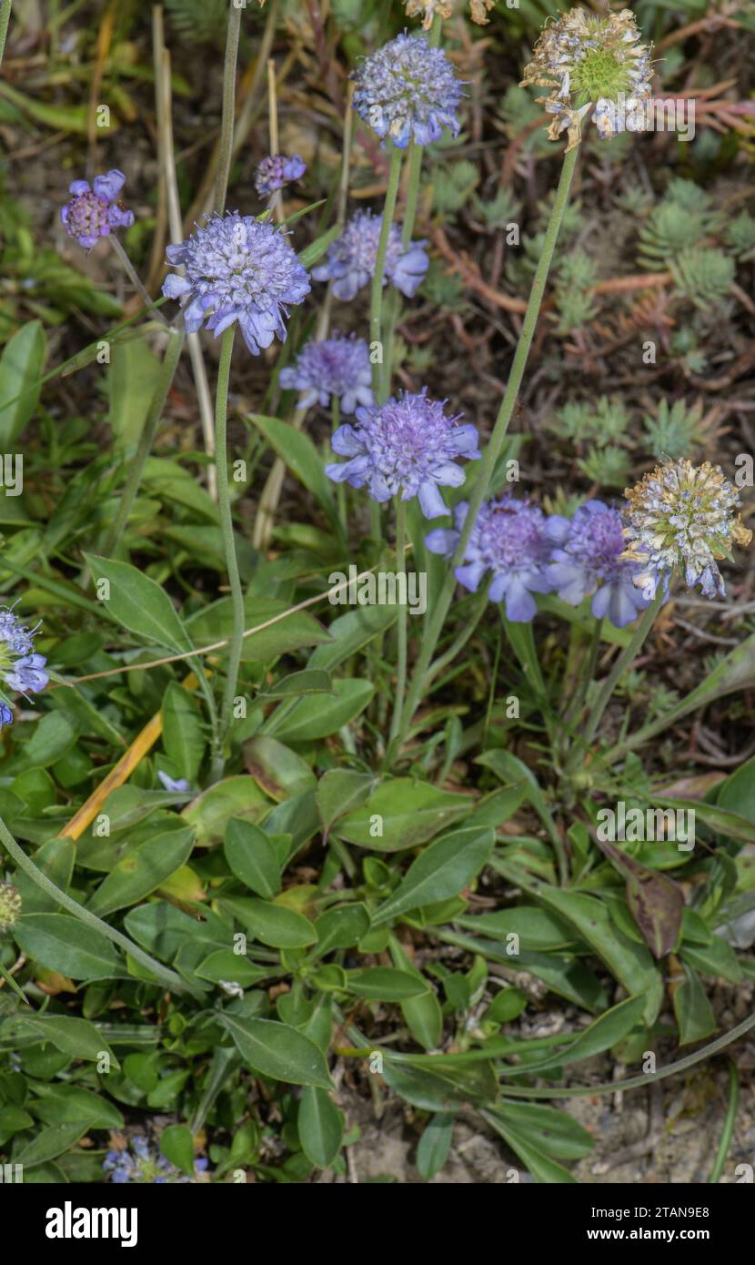Ein Scabious aus Südosteuropa, Scabiosa silenifolia. Italien. Stockfoto