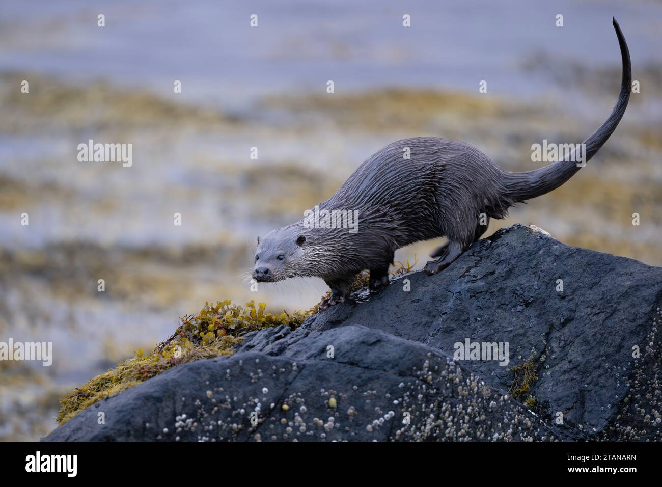 Ein Otter Lutra Lutra, der zwischen den Algen am Rande eines schottischen Lochs auf der Isle of Mull gefunden wurde Stockfoto